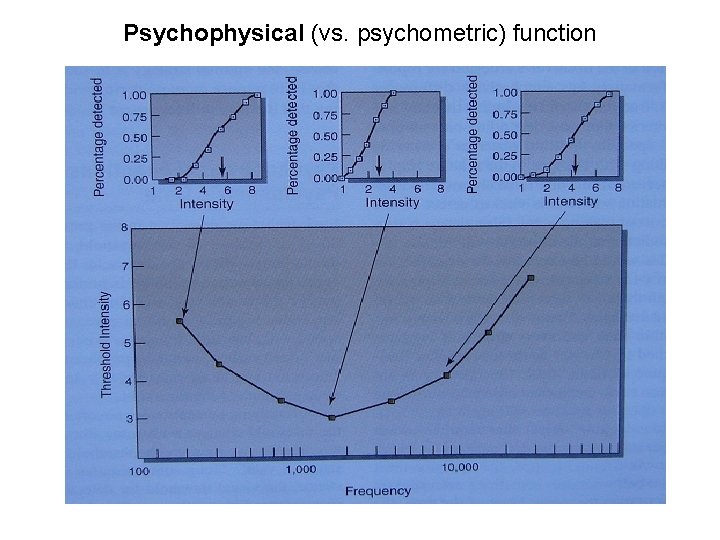 Psychophysical (vs. psychometric) function 