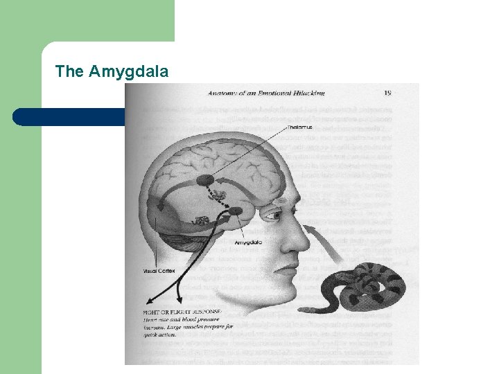 The Amygdala 