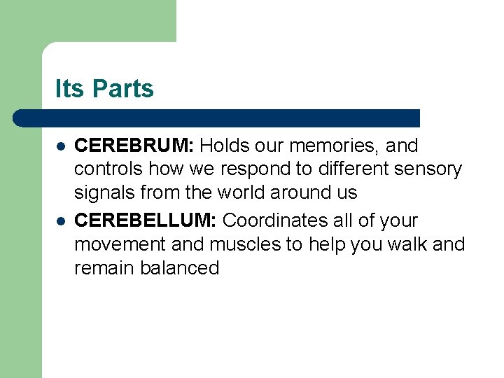 Its Parts l l CEREBRUM: Holds our memories, and controls how we respond to