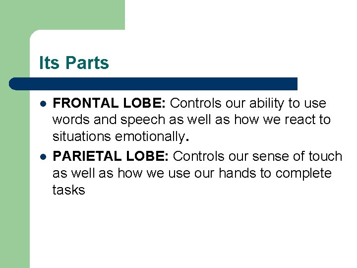 Its Parts l l FRONTAL LOBE: Controls our ability to use words and speech