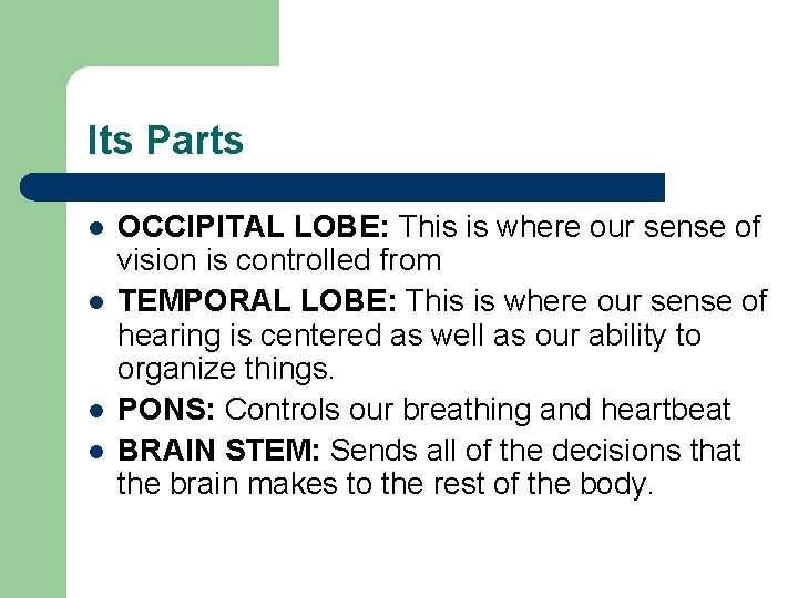 Its Parts l l OCCIPITAL LOBE: This is where our sense of vision is