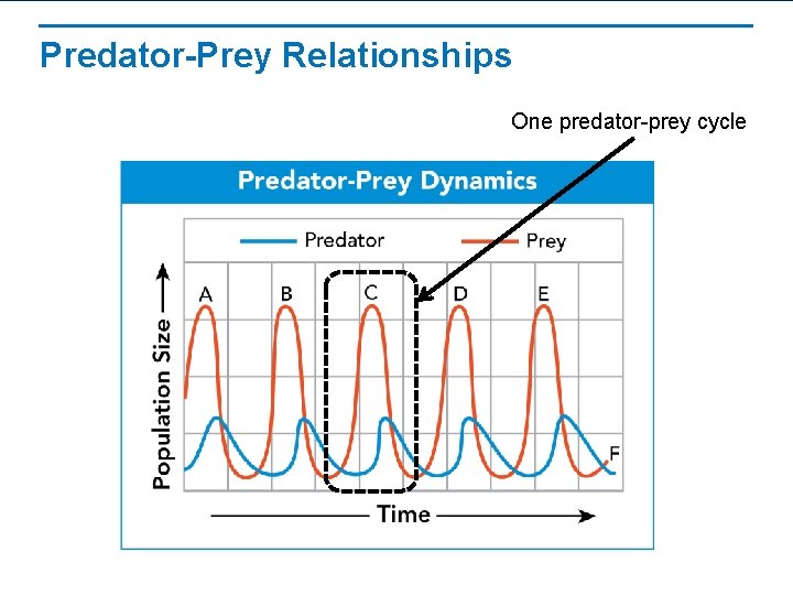 Predator-Prey Relationships One predator-prey cycle 