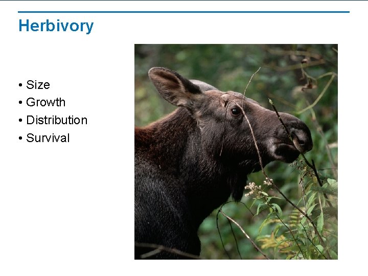 Herbivory • Size • Growth • Distribution • Survival 