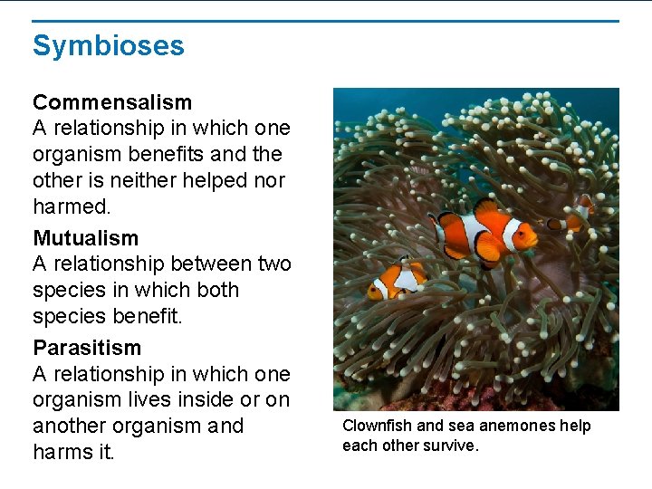 Symbioses Commensalism A relationship in which one organism benefits and the other is neither