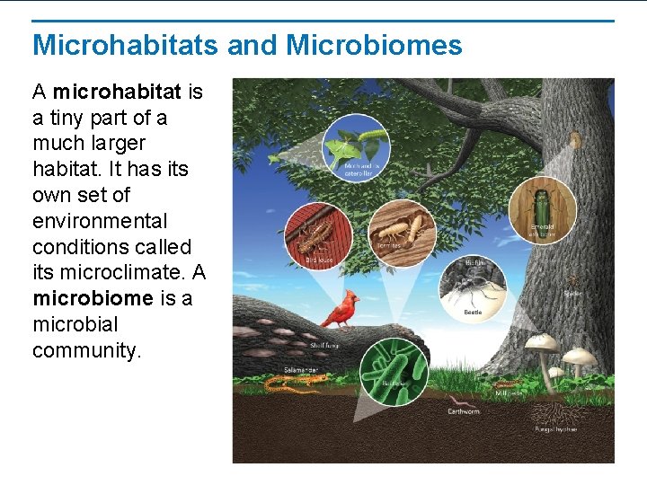 Microhabitats and Microbiomes A microhabitat is a tiny part of a much larger habitat.