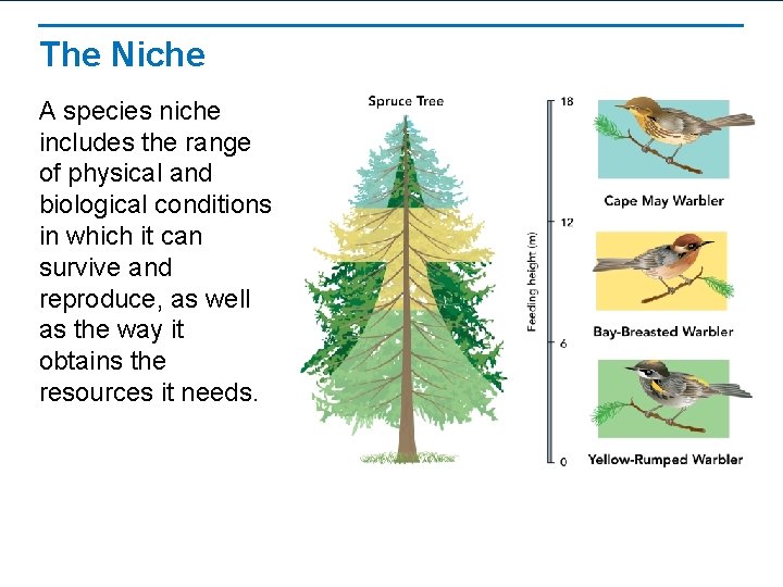 The Niche A species niche includes the range of physical and biological conditions in