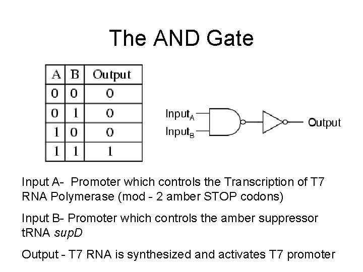 The AND Gate Input A- Promoter which controls the Transcription of T 7 RNA