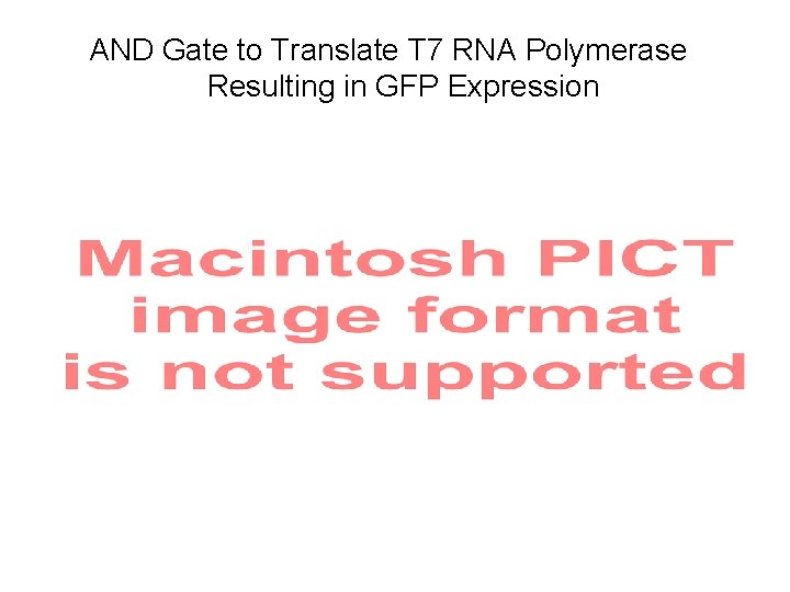 AND Gate to Translate T 7 RNA Polymerase Resulting in GFP Expression 