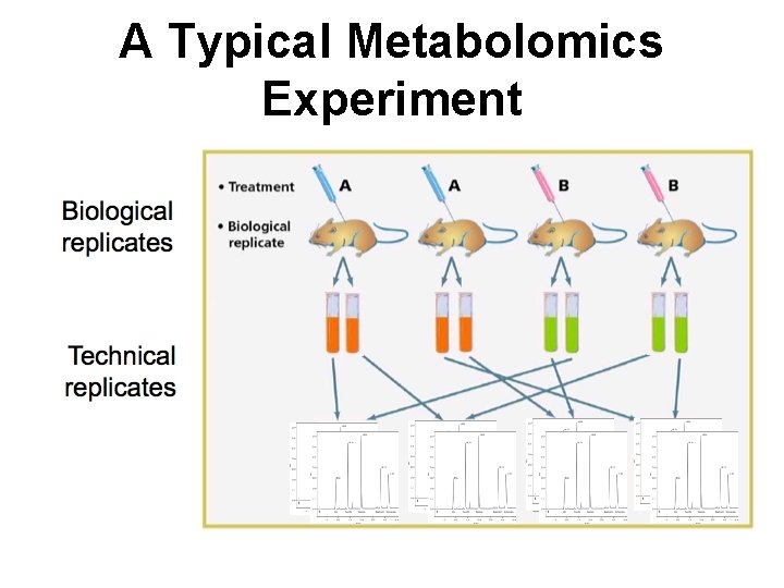 A Typical Metabolomics Experiment 