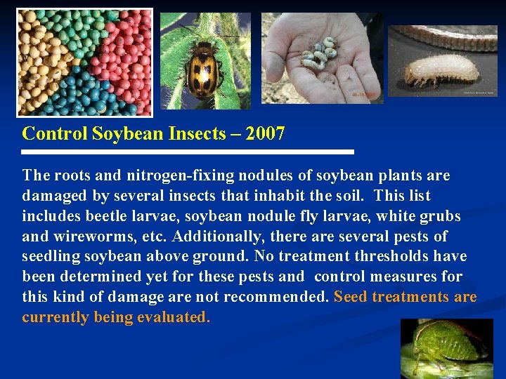 Control Soybean Insects – 2007 The roots and nitrogen-fixing nodules of soybean plants are