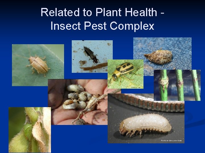 Related to Plant Health Insect Pest Complex 