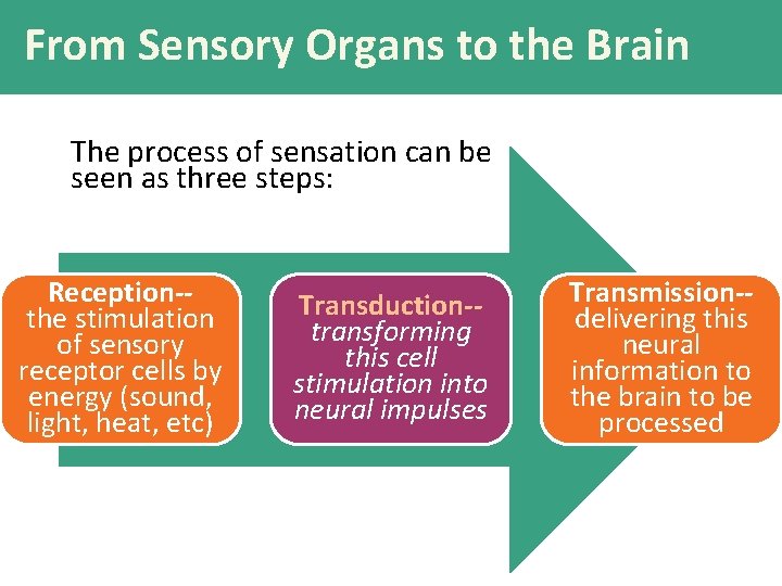 From Sensory Organs to the Brain The process of sensation can be seen as