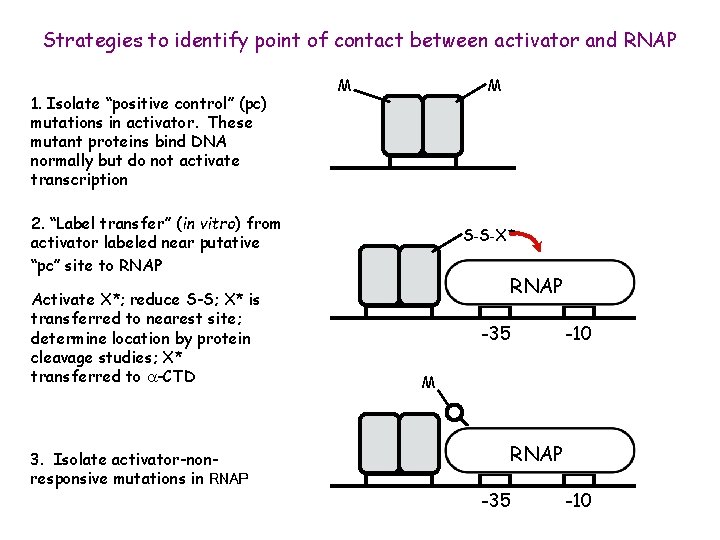 Strategies to identify point of contact between activator and RNAP 1. Isolate “positive control”