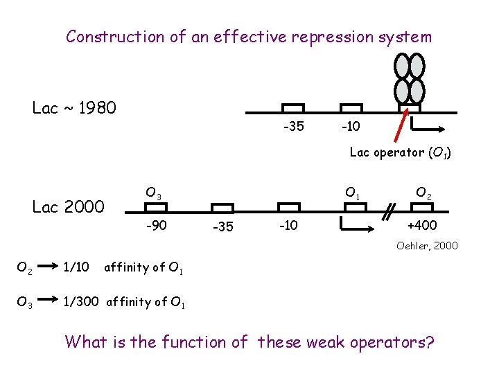 Construction of an effective repression system Lac ~ 1980 -35 -10 Lac operator (O
