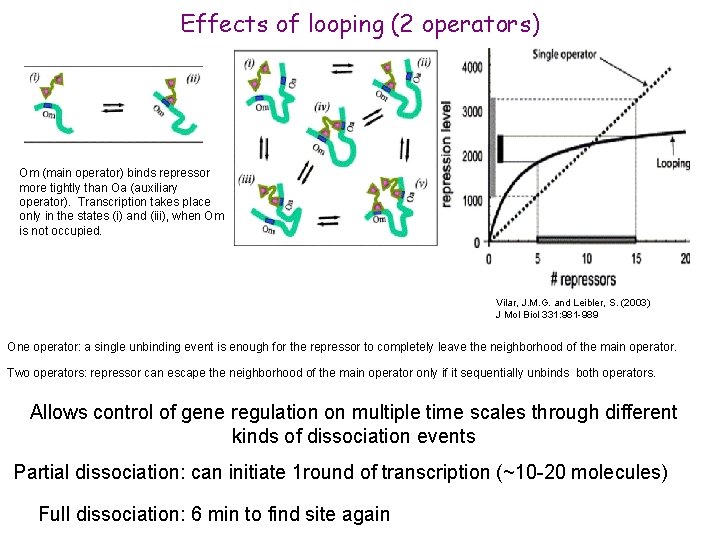 Effects of looping (2 operators) Om (main operator) binds repressor more tightly than Oa