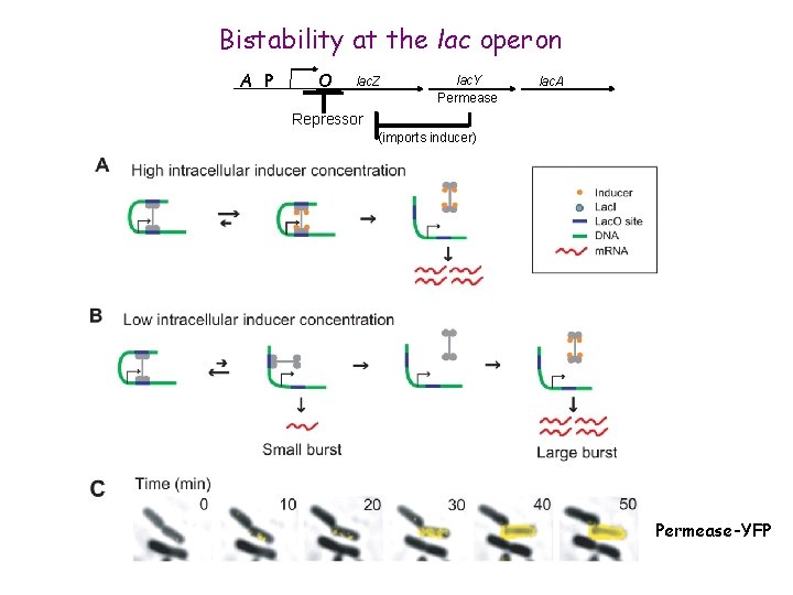 Bistability at the lac operon A P O lac. Z lac. Y Permease lac.