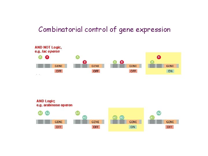 Combinatorial control of gene expression AND NOT Logic, e. g. lac operon AND Logic;