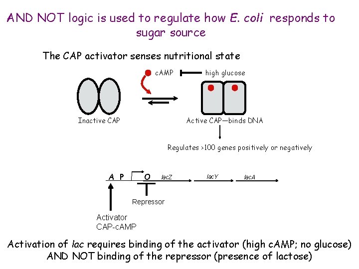 AND NOT logic is used to regulate how E. coli responds to sugar source