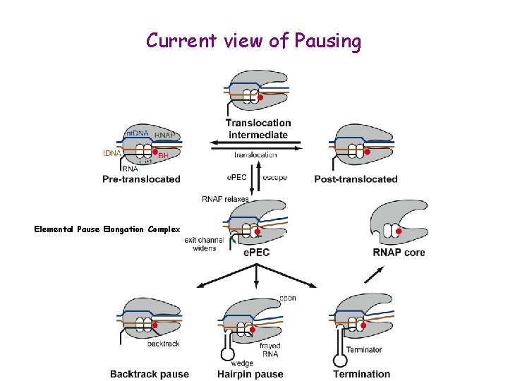 Current view of Pausing (? ) Elemental Pause Elongation Complex 