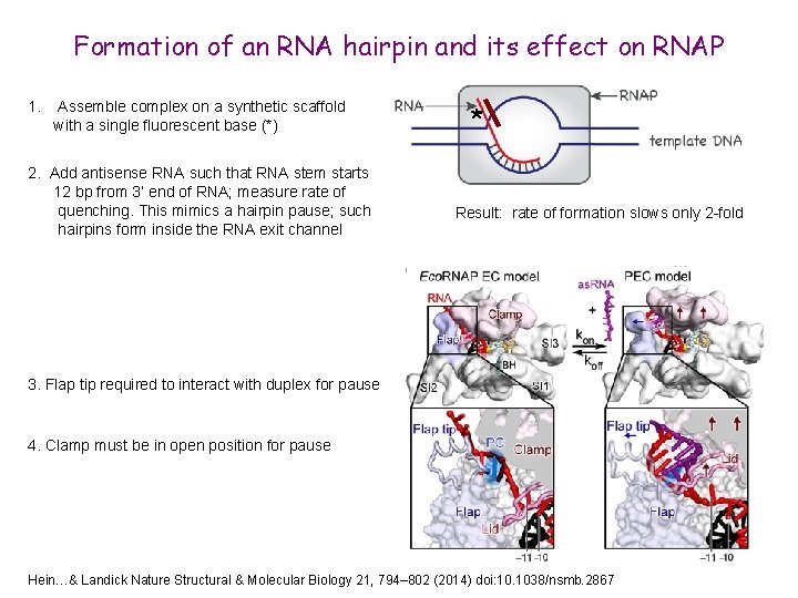 Formation of an RNA hairpin and its effect on RNAP 1. Assemble complex on