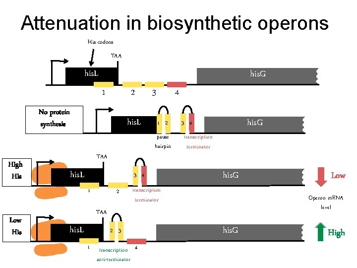 Attenuation in biosynthetic operons His codons TAA his. L his. G 1 2 No