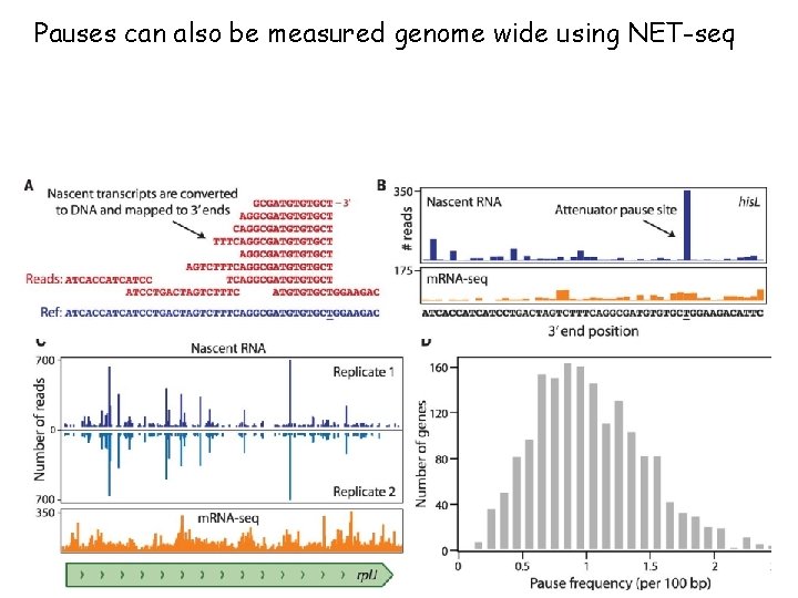 Pauses can also be measured genome wide using NET-seq Matt Larson ( Weissman lab)