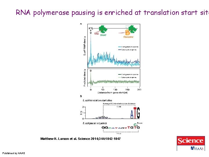 RNA polymerase pausing is enriched at translation start site Matthew H. Larson et al.
