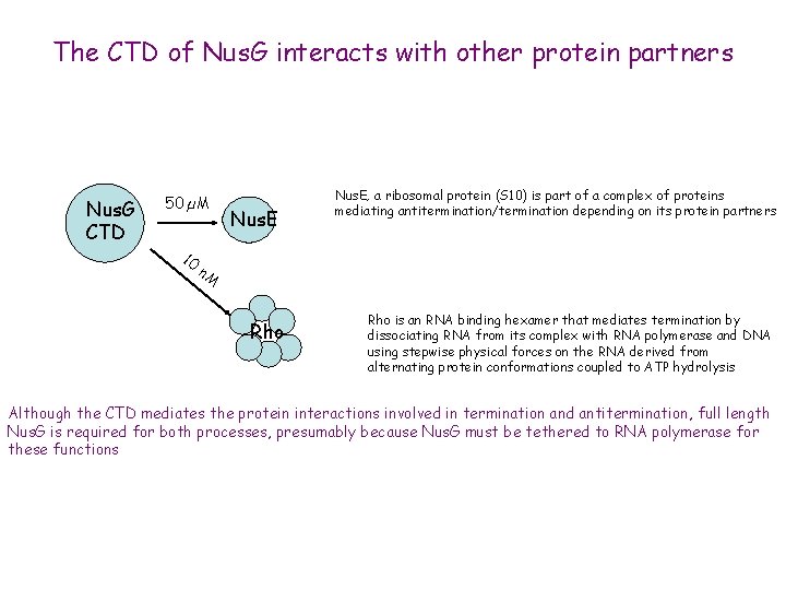 The CTD of Nus. G interacts with other protein partners Nus. G CTD 50
