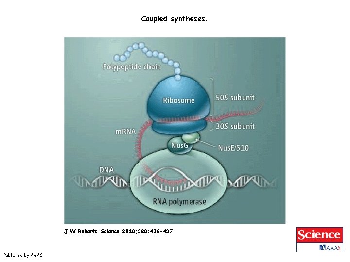 Coupled syntheses. J W Roberts Science 2010; 328: 436 -437 Published by AAAS 
