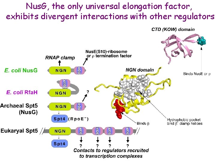 Nus. G, the only universal elongation factor, exhibits divergent interactions with other regulators 