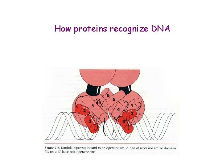 How proteins recognize DNA 
