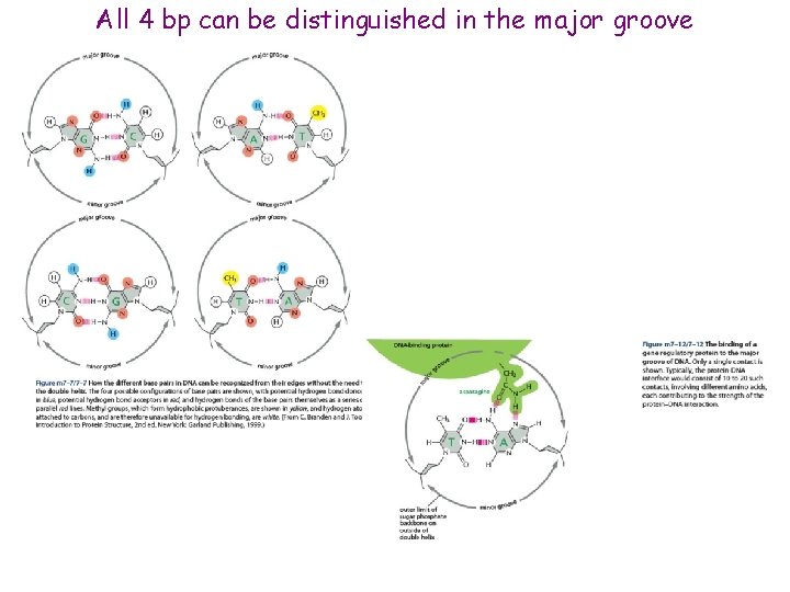 All 4 bp can be distinguished in the major groove 