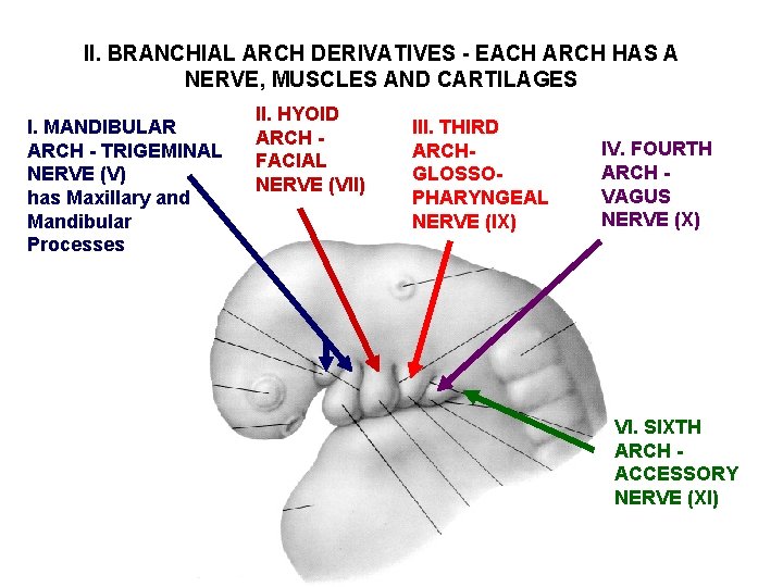 II. BRANCHIAL ARCH DERIVATIVES - EACH ARCH HAS A NERVE, MUSCLES AND CARTILAGES I. II. BRANCHIAL ARCH DERIVATIVES - EACH ARCH HAS A NERVE, MUSCLES AND CARTILAGES I.