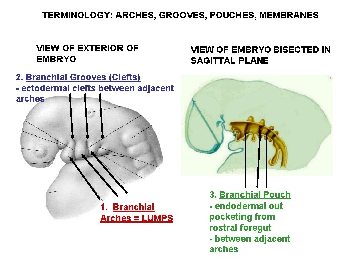 TERMINOLOGY: ARCHES, GROOVES, POUCHES, MEMBRANES VIEW OF EXTERIOR OF EMBRYO VIEW OF EMBRYO BISECTED