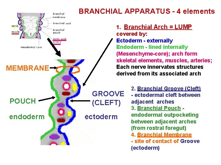 BRANCHIAL APPARATUS - 4 elements MEMBRANE POUCH endoderm 1. Branchial Arch = LUMP covered