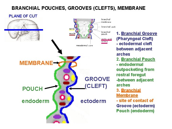 BRANCHIAL POUCHES, GROOVES (CLEFTS), MEMBRANE PLANE OF CUT MEMBRANE POUCH endoderm GROOVE (CLEFT) ectoderm BRANCHIAL POUCHES, GROOVES (CLEFTS), MEMBRANE PLANE OF CUT MEMBRANE POUCH endoderm GROOVE (CLEFT) ectoderm