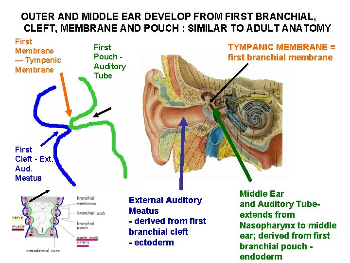 OUTER AND MIDDLE EAR DEVELOP FROM FIRST BRANCHIAL, CLEFT, MEMBRANE AND POUCH : SIMILAR OUTER AND MIDDLE EAR DEVELOP FROM FIRST BRANCHIAL, CLEFT, MEMBRANE AND POUCH : SIMILAR