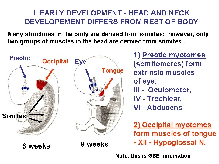 I. EARLY DEVELOPMENT - HEAD AND NECK DEVELOPEMENT DIFFERS FROM REST OF BODY Many I. EARLY DEVELOPMENT - HEAD AND NECK DEVELOPEMENT DIFFERS FROM REST OF BODY Many