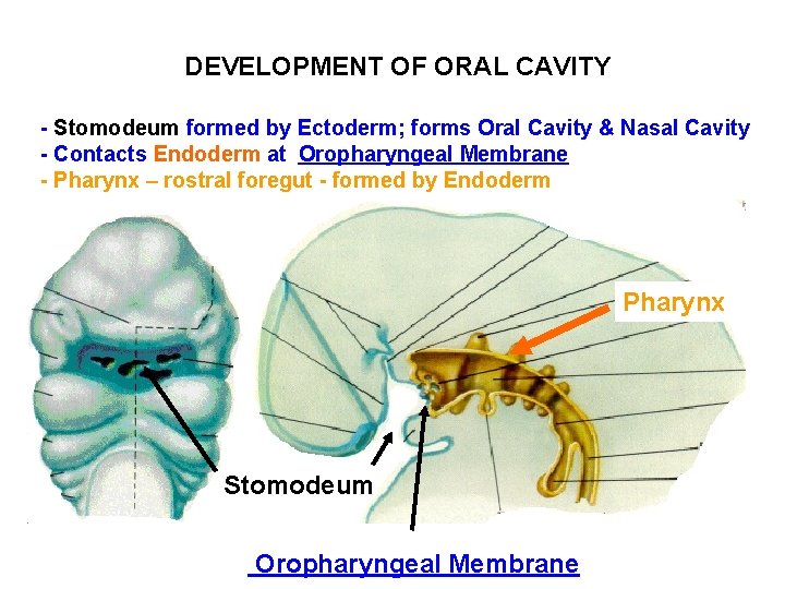 DEVELOPMENT OF ORAL CAVITY - Stomodeum formed by Ectoderm; forms Oral Cavity & Nasal