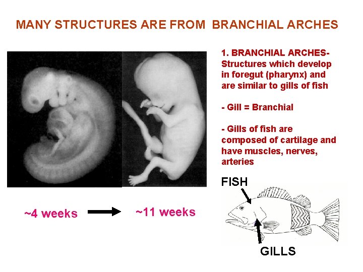 MANY STRUCTURES ARE FROM BRANCHIAL ARCHES 1. BRANCHIAL ARCHESStructures which develop in foregut (pharynx) MANY STRUCTURES ARE FROM BRANCHIAL ARCHES 1. BRANCHIAL ARCHESStructures which develop in foregut (pharynx)