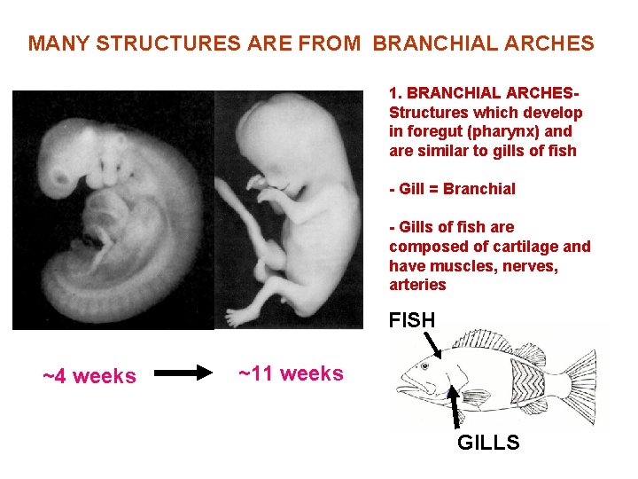 MANY STRUCTURES ARE FROM BRANCHIAL ARCHES 1. BRANCHIAL ARCHESStructures which develop in foregut (pharynx)