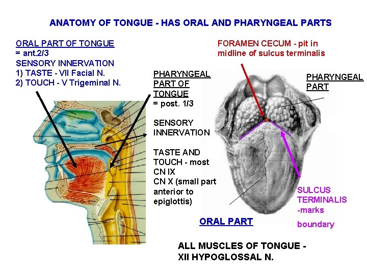 ANATOMY OF TONGUE - HAS ORAL AND PHARYNGEAL PARTS ORAL PART OF TONGUE =