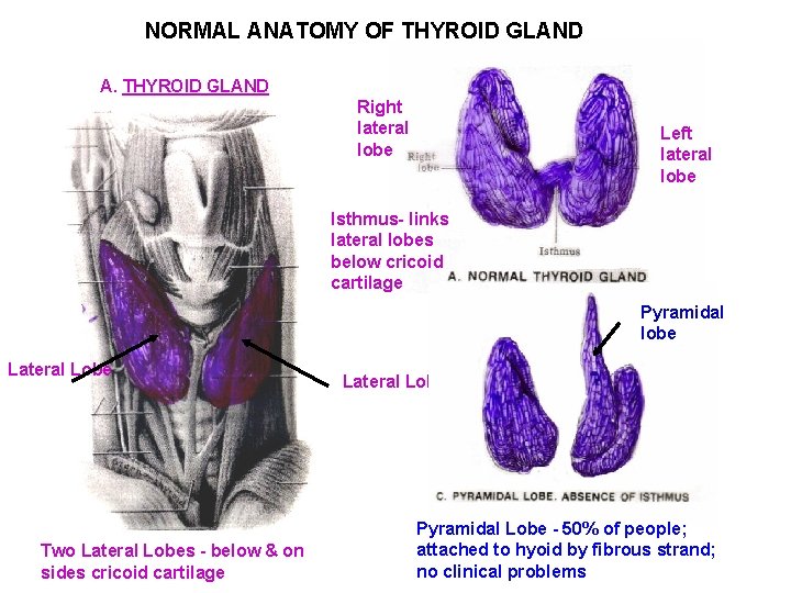 NORMAL ANATOMY OF THYROID GLAND A. THYROID GLAND Right lateral lobe Left lateral lobe