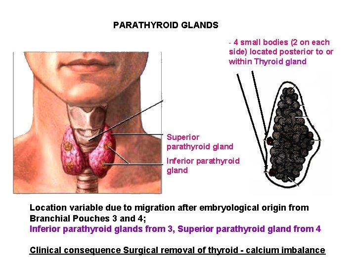 PARATHYROID GLANDS - 4 small bodies (2 on each side) located posterior to or PARATHYROID GLANDS - 4 small bodies (2 on each side) located posterior to or