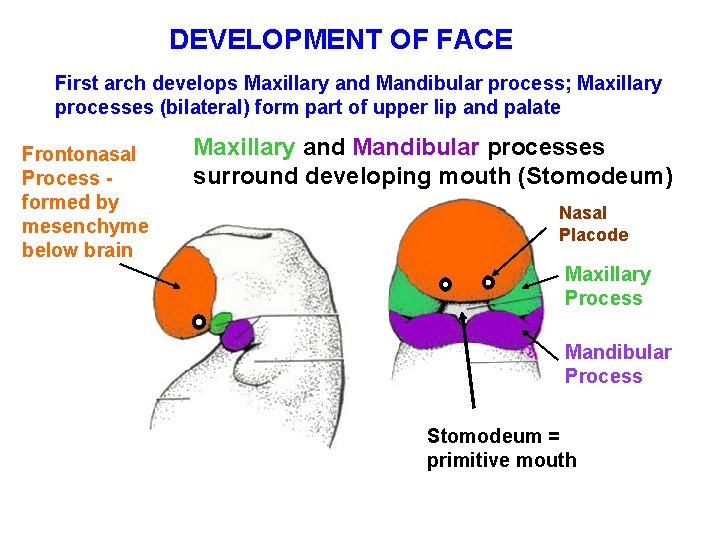 DEVELOPMENT OF FACE First arch develops Maxillary and Mandibular process; Maxillary processes (bilateral) form