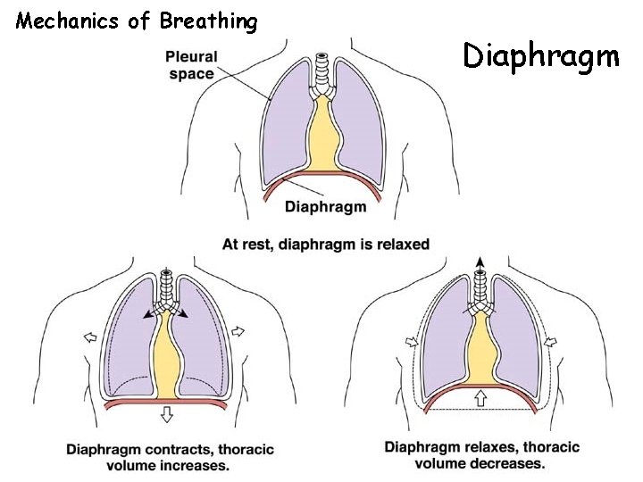 Mechanics of Breathing Diaphragm 