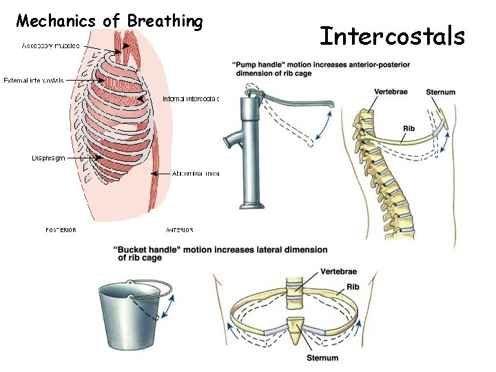 Mechanics of Breathing Intercostals 