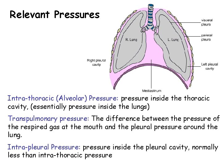 Relevant Pressures Intra-thoracic (Alveolar) Pressure: pressure inside thoracic cavity, (essentially pressure inside the lungs)