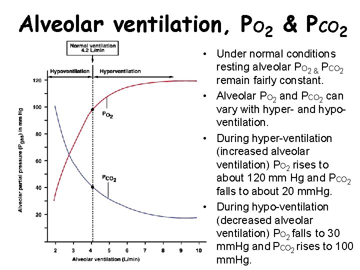 Alveolar ventilation, PO 2 & PCO 2 • Under normal conditions resting alveolar PO