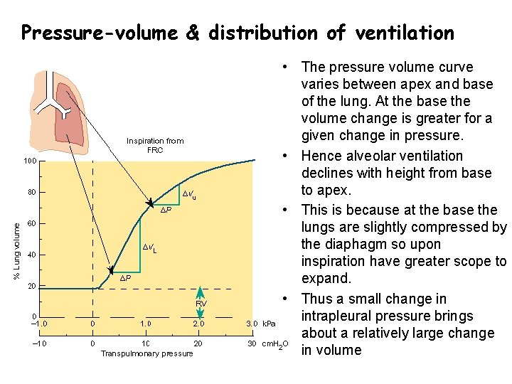 Pressure-volume & distribution of ventilation • The pressure volume curve varies between apex and